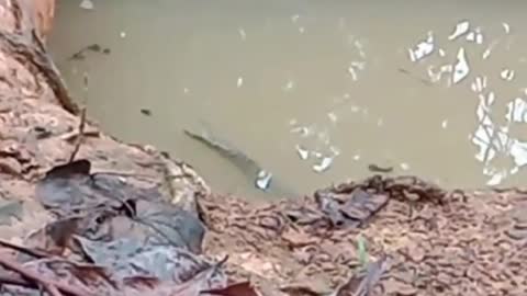 crocodiles make traps to find prey