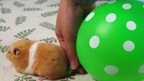 Hamster blows up a balloon with flatulence