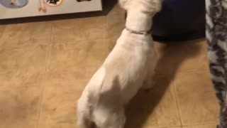 Super enthusiastic Westie attacks exercise ball