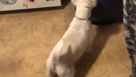 Super enthusiastic Westie attacks exercise ball