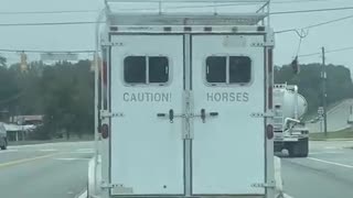 Caution Horses