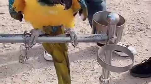 Lovely and Funny Animals || Cute Parrot || Funny Parrot || video Clip 2021