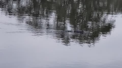 Stella the gator pt 2