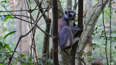Wild Primates Resting On Trees