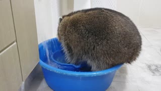 Raccoon's shower time