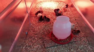 Baby Chicks!