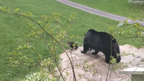 Bear Showing off Her Cubs
