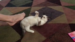 Siamese Kitten vs Foot