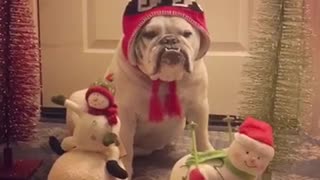 Grinch bulldog not impressed with singing Christmas toys