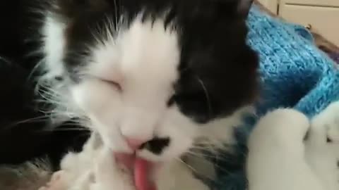 Mom cat washes the baby.