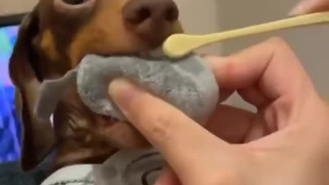 Doggy ''hack'' to make him brush teeth