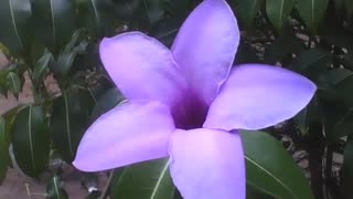Beautiful five-pointed purple flower, stunning beauty [Nature & Animals]