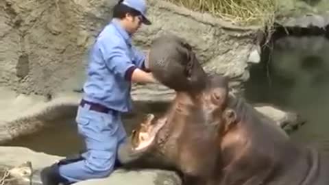 It Is A Very Difficult Job To Take Care Of Hippos. | Interesting Facts #Shorts #topchannel