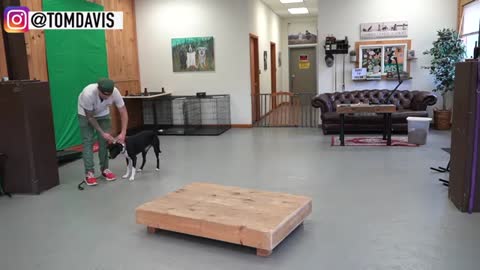 How to Train ANY DOG the basics training