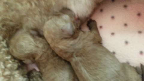 Breastfeeding a newborn puppy