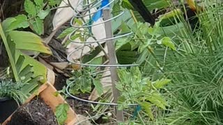 King Parrott feasting on tomatoes