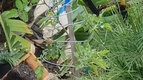 King Parrott feasting on tomatoes