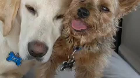 Adorable dog gives a kiss goodnight