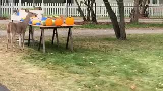 Deer Does Dine and Dash at Fruit Stand