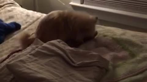 Dogs on bed dancing humping to beat of techno