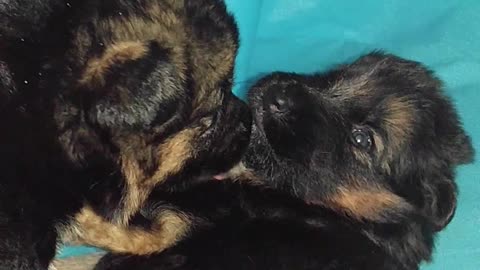 German Shepherd PUPPIES a few weeks old DAM CUTE!! Jule and Romes puppies PART 4