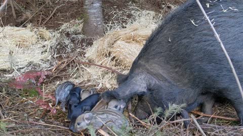 Sow Makes a Farrowing Nest