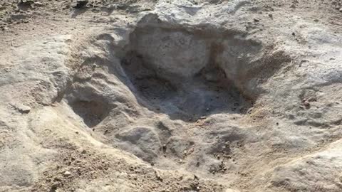 Large dinosaur tracks unearthed in dried-up Texas river