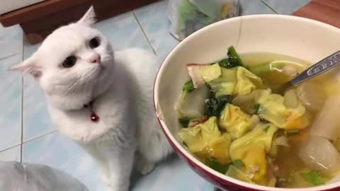 Best Of funny cat reactions to food