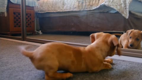 Cute puppy playing itself infront of mirror in home