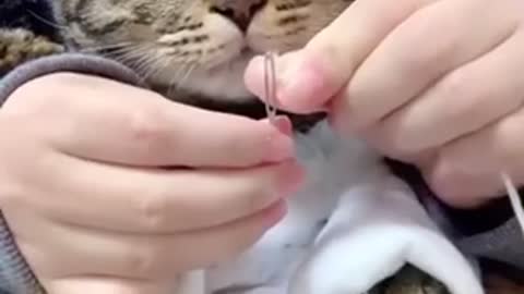 A cat is trying to put a thread in his needle