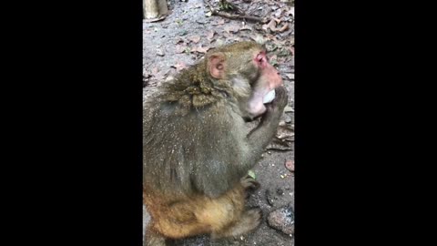 Bright Monkey Gulps Down Yogurt Hands Free