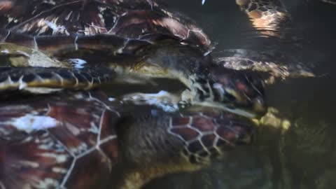 Hand of Woman Feeding green Caretta sea turtles Chelonia mydas with a piece of papaya