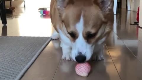 Dog and strawberries