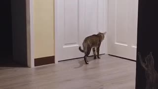 Crafty Cat Can Open the Door