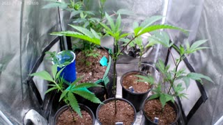 Marijuana Grow Show - Stress Testing My Turid Cannabis Cuts