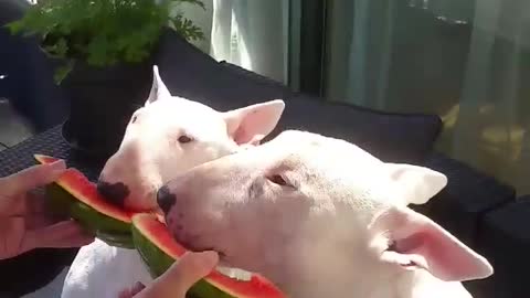 Watermelon ( seeds out ) the perfect summer snack mmmm