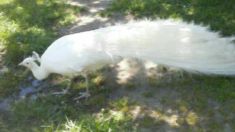 White Peacock At Petting Zoo