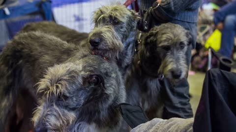 Three tall grey dogs heads