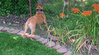 Deer Squares Up with Dog at Fence