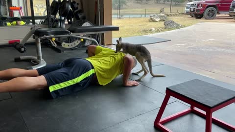 Man Attacked by young kangaroo while trying to exercise