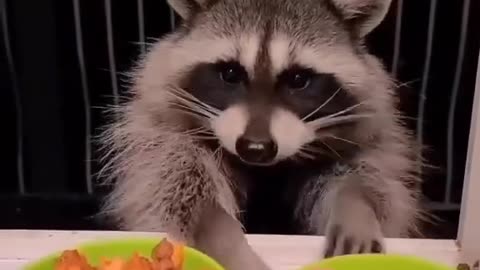 Raccoon Taste Test