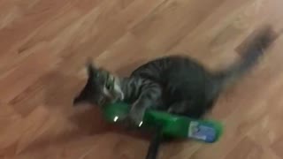 Cat won’t let go of broom