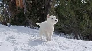 Ares shake in snow