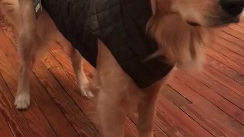 Golden Retriever Reacts To The Latest Fashion
