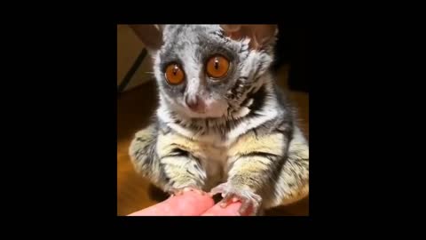 DingDon! Baby Cats Video - Funny and Cute Cat Videos - Have A LOT of fun