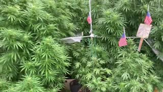 9/28/2021🎃dhp greenhouse marijuana MI