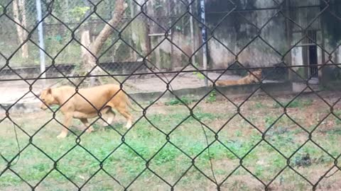 Beautiful Lion at the zooo