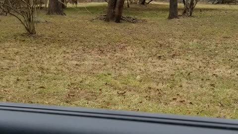 Deer in the yard with a Buck