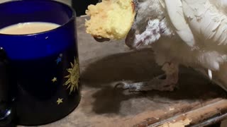 Cockatoo Knows the Best Way to Eat Biscotti