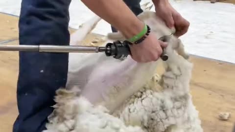 Brandon Buelt - 2022 USA National Shearing Contest